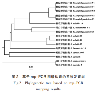 牡蛎中产广谱细菌素芽孢杆菌的筛选及鉴定（二）
