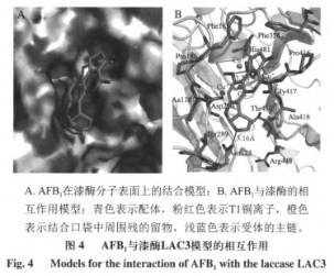 重组漆酶降解黄曲霉毒素B1分子对接分析及产物结构解析（二）