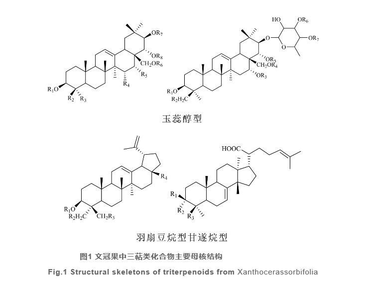 文冠果研究开发进展（一）