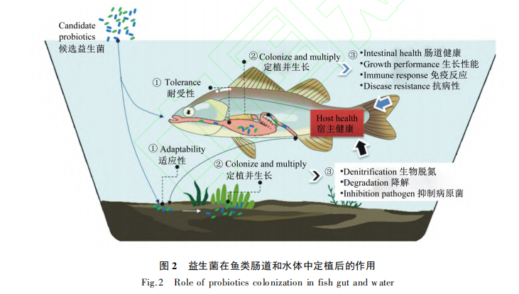 水产养殖中好氧反硝化细菌的筛选及评价研究进展（二）