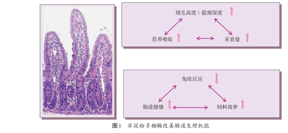 禁抗下功能性饲料添加剂的营养健康作用（三）