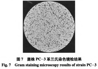 一株安徽本地泡菜中产细菌素乳酸菌的筛选与鉴定（三）