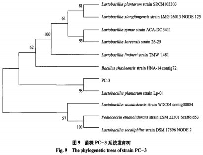 一株安徽本地泡菜中产细菌素乳酸菌的筛选与鉴定（四）